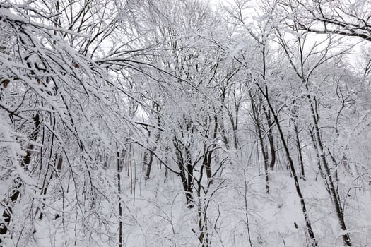 a large number of bare deciduous trees in the winter season photo