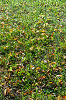 leaf fall from trees photo