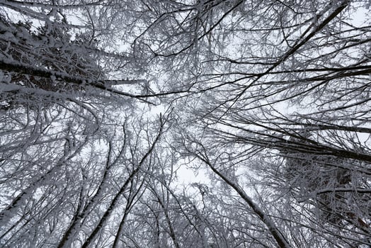 a large number of bare deciduous trees in the winter season photo