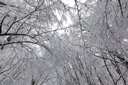 a large number of bare deciduous trees in the winter season photo