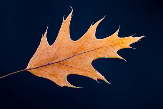dry tree leaves, stacked together photo