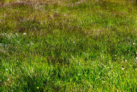 green grass growing in the field photo