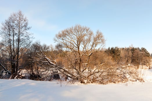 plants covered with snow and frost photo