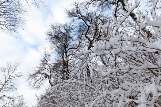 winter weather in the park or forest and deciduous trees photo