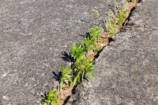 green grass sprouted through reinforced concrete slabs photo