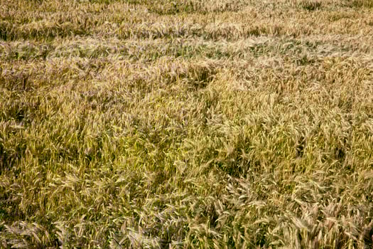 ripening rye in an agricultural field photo