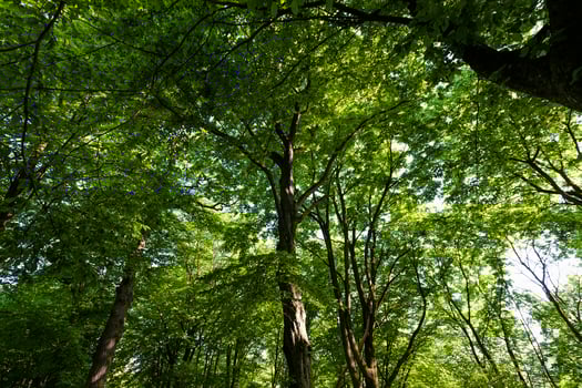 foliage of the trees is illuminated by bright sunlight photo