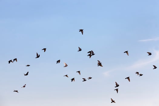 a flock of pigeons flying in the blue sky photo