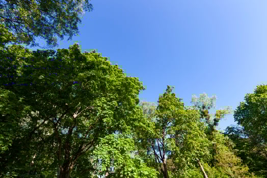 trees with green foliage in the summer photo