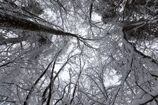 park are covered with snow in winter photo