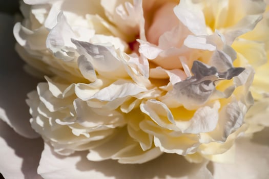 white peonies blooming in the summer photo