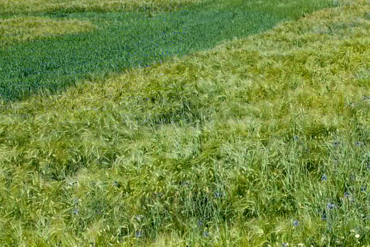 wheat field with an immature wheat crop photo