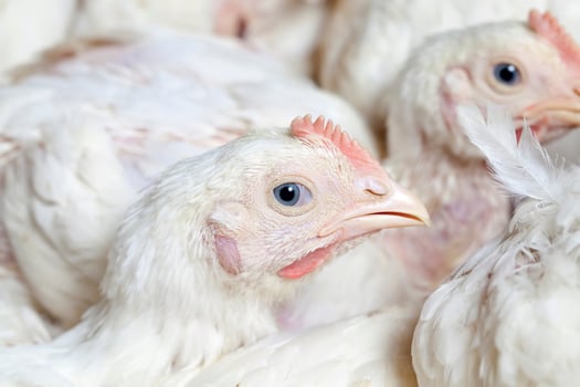 young small chickens in a chicken meat factory photo