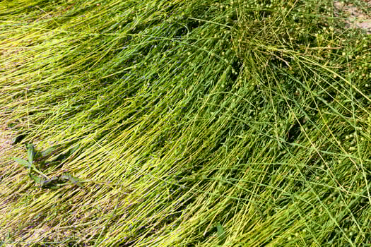 an agricultural field where flax is grown photo