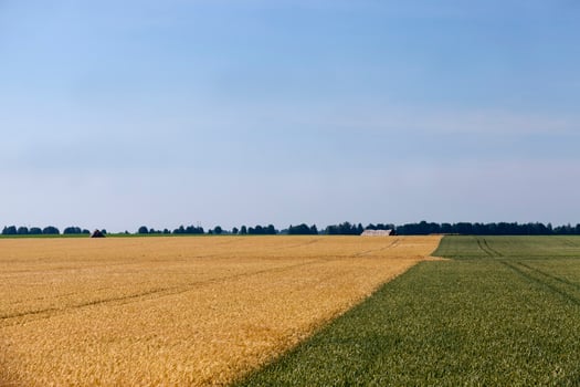 mixed agricultural field with different cereals photo
