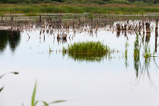 a lake with different plants photo