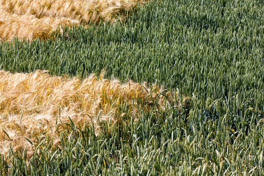 mixed agricultural field with different cereals photo