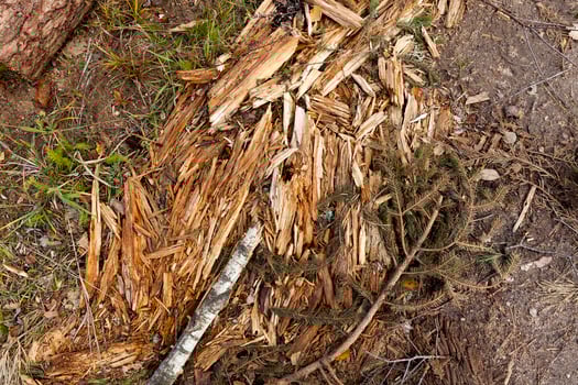 wood harvesting in the forest photo