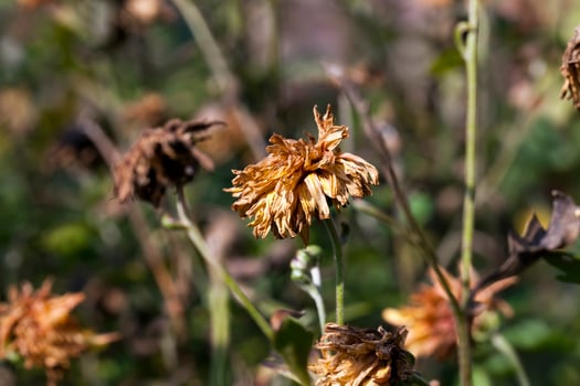 dried flowers in the autumn season photo