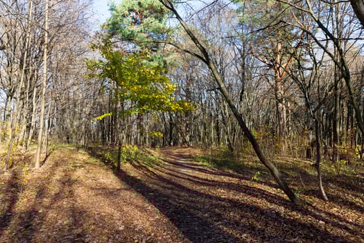 deciduous trees in the autumn season during leaf fall photo