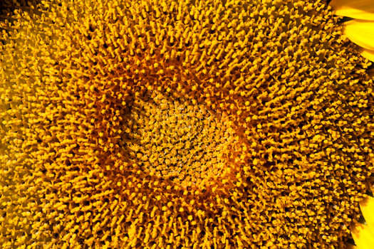 sunflowers during flowering in sunny weather photo
