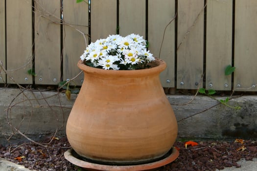 Green plants and flowers grow in a flower pot photo