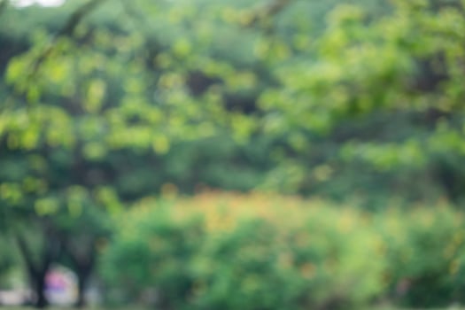 Blurred park,natural background photo