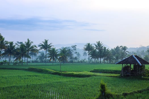 Greenery rice field with coconut palm tree in rainy season with fog atmosphere at Cianjur village, West Java, Indonesia. photo