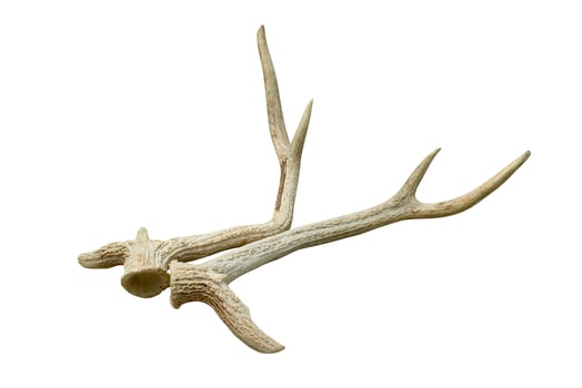 antlers of spotted deer isolated on white background  ,include clipping path photo