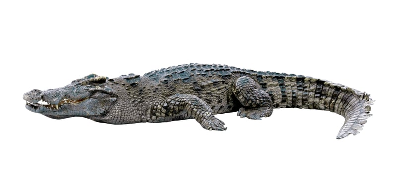 crocodile isolated on white background photo