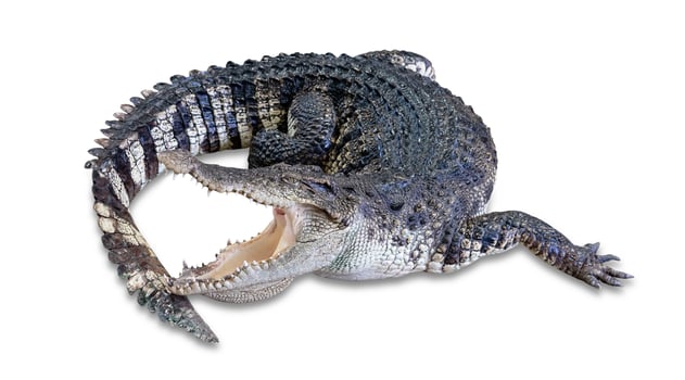 crocodile isolated on white background ,include clipping path photo