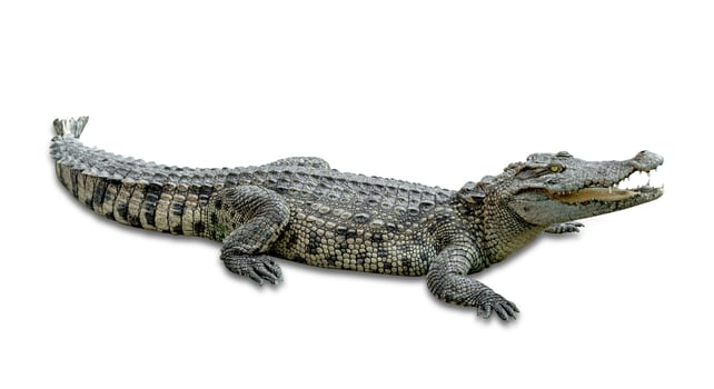 crocodile isolated on white background ,include clipping path photo