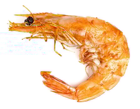 roasted prawn isolated on white background ,grilled shrimp photo