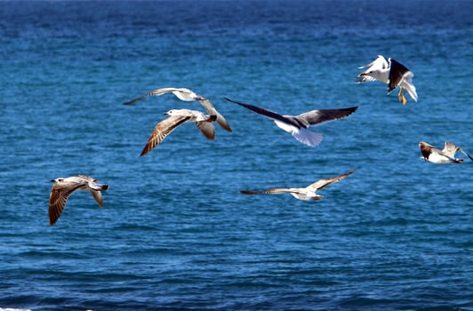 Seagulls on the Mediterranean coast in Israel photo