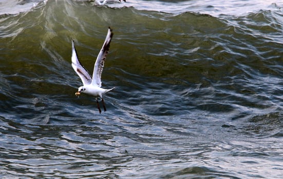 Seagulls on the Mediterranean coast in Israel photo