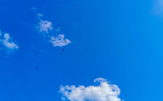 Fregat birds flock fly blue sky background Contoy island Mexico. photo