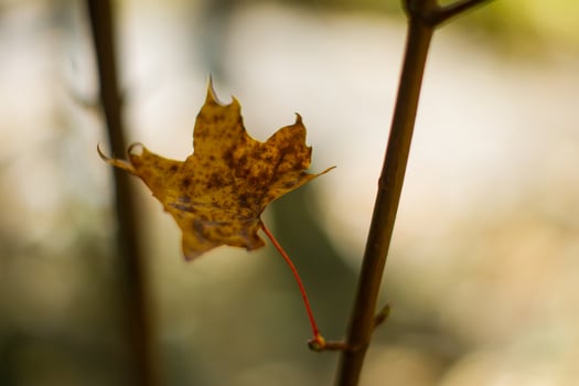 maple leaf on a branch photo
