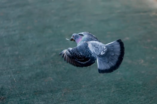 flying grey pigeon photo