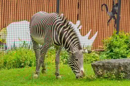 African zebra at the green park in Zoo photo