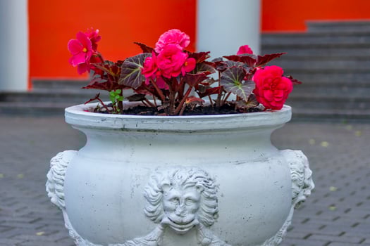 pink begonia flowers in white antique vase outdoors photo