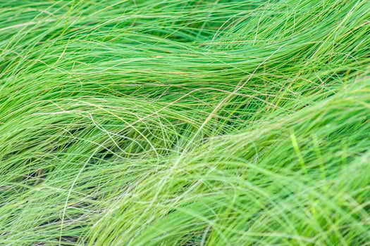 green grass background photo