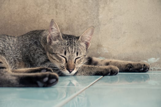 Cat sleeping on the floor at home. photo