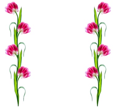 spring flowers tulips photo
