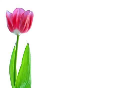 spring flowers tulips photo