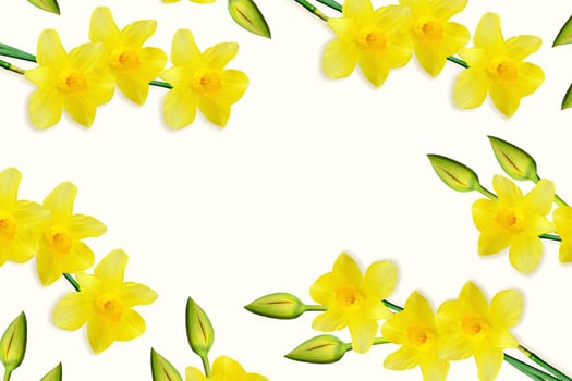 spring flowers narcissus isolated on white background photo