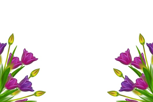 spring flowers tulips photo