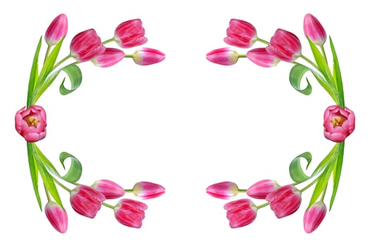 spring flowers tulips photo