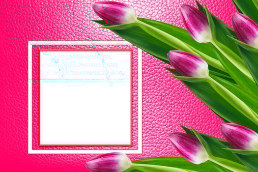 Bright and colorful flowers tulips photo