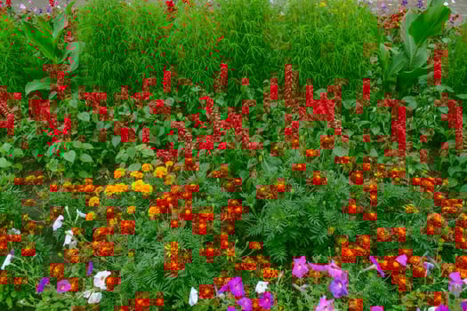 bright and colorful flowers marigolds. autumn landscape. photo