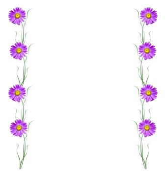 Michaelmas daisy flowers isolated on white background photo